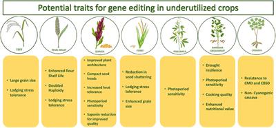 CRISPR for accelerating genetic gains in under-utilized crops of the drylands: Progress and prospects